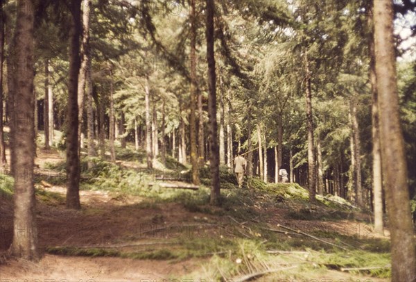 Cypress forest after thinning. Cypress (Cupressus lusitanica) trees in Mafuga Forest, thinned-out as part of a forestry management programme to encourage healthy tree growth. Kigezi, South West Uganda, September 1963., West (Uganda), Uganda, Eastern Africa, Africa.