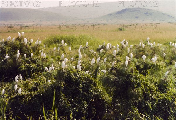 Cattle egrets on papyrus'. A flock of cattle egrets (Bubulcus ibis) roost in dense papyrus foliage at Kigagati in Ankole. West Uganda, 1963., West (Uganda), Uganda, Eastern Africa, Africa.