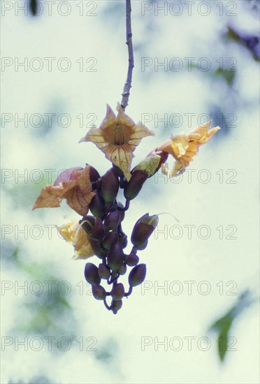 The flowers of a sausage tree. Close-up shot of the flowers of a sausage tree (Kigelia aethiopica). A related caption comments that the tree's fruits "are vast sausages, up to 3 foot (one metre) long". Nakawa, Kampala, Uganda, 1962. Kampala, Central (Uganda), Uganda, Eastern Africa, Africa.