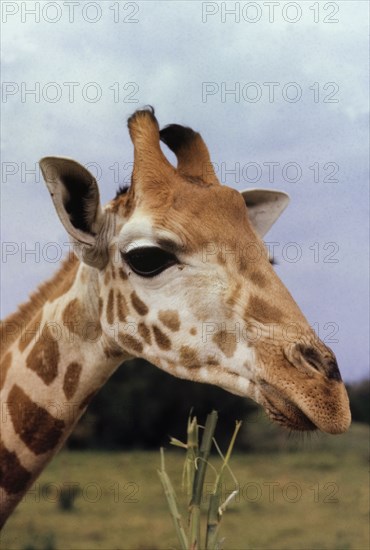 Giraffe at Entebbe zoo. Close-up shot of the head of a giraffe (Giraffa camelopardalis) at Entebbe zoo. Entebbe, Uganda, September 1962. Entebbe, Central (Uganda), Uganda, Eastern Africa, Africa.