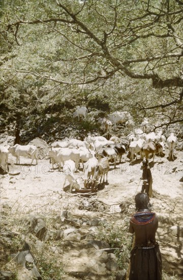 Cattle at a waterhole in Mbaru. A Suk man and woman oversee a herd of oxen at a waterhole in Karamoja on the Uganda-Kenya border. Mbaru, North East, Uganda, September 1959., North (Uganda), Uganda, Eastern Africa, Africa.