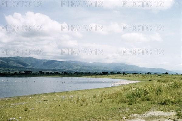 Flamingoes on Lake Kikorongo. A flock of Lesser Flamongo crowd the shoreline of Lake Kikorongo. South West Uganda, 1955., West (Uganda), Uganda, Eastern Africa, Africa.