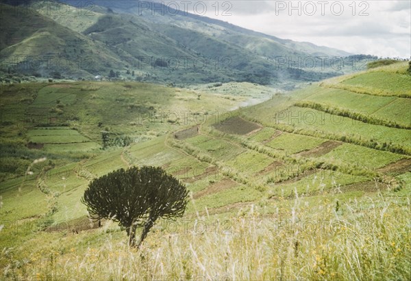 Bakonzo (Bakonjo) shambas in the Rwenzori foothills. A hillside is divided into terraced shambas belonging to the Bakonjo people. Toro, West Uganda, June 1957., West (Uganda), Uganda, Eastern Africa, Africa.