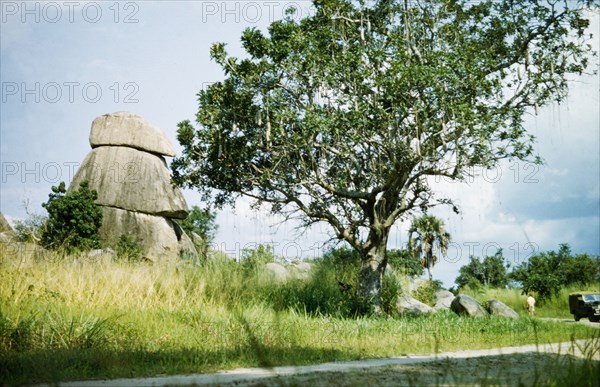 A sausage tree in West Nile. A large sausage tree (Kigelia aethiopica) grows beside a road, Uganda's West Nile district, 1956., East Equatoria, Sudan, Eastern Africa, Africa.