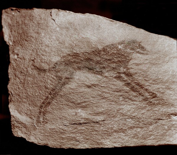 Sandstone rock painting depicting possibly a dog