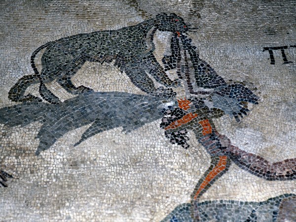 Detail of leopard from the mosaic of Pyramus and Thisbe from the House of Dionysus