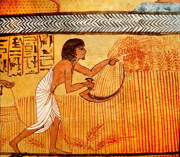 A detail of a painting on stucco in the tomb of Sennedjem showing the tomb owner and reaping wheat in the mythical fields of Iaru