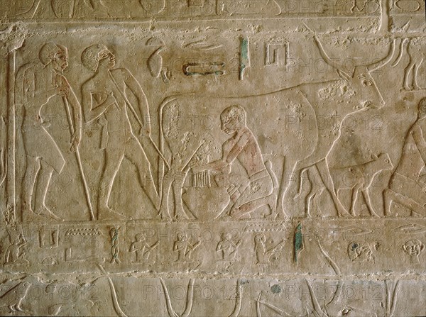 A relief in the tomb of Kagemni depicting a man milking a cow