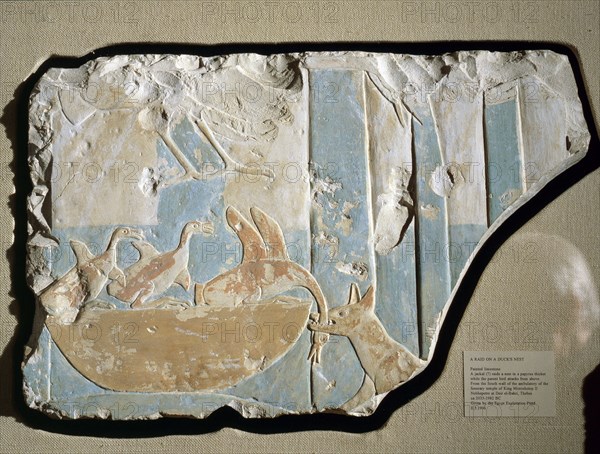 Fragment of a painted relief from the south wall of the ambulatory of the funerary temple of King Mentuhotep II at Thebes, depicting a jackal raiding a birds nest, while the parent bird attacks from above