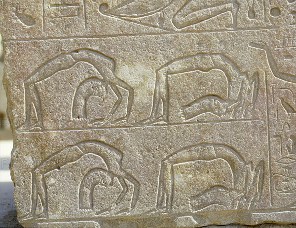 Detail of a relief depicting backward bending acrobats, originally from the Red Chapel of Hatshepsut