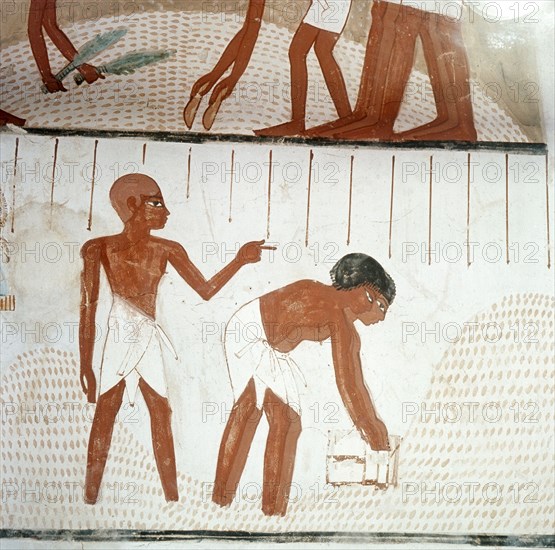 A detail of wall painting in the tomb of Menna showing the harvesting of the wheat