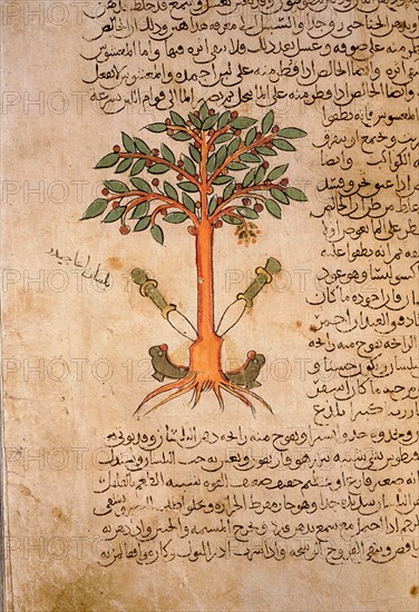 Folio 12r of the Arabic version of Dioscorides De Materia Medica