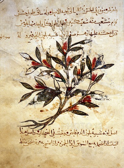 A folio from the Arabic version of Dioscorides De Materia Medica