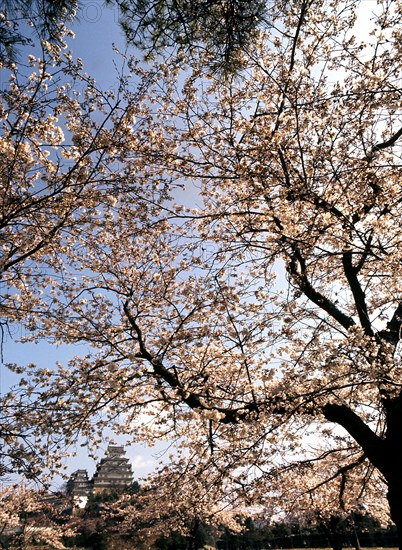 Himeji Castle seen through blossom