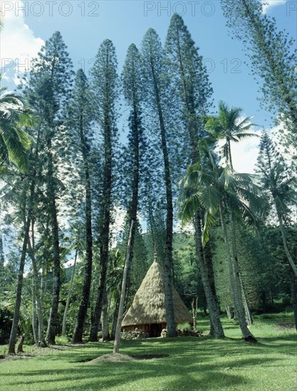 A circle of tall trees surrounds a meeting house on New Caledonia