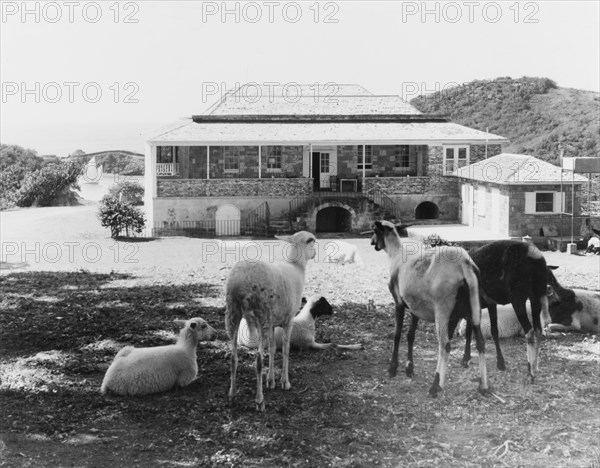 Sheep at Nelson's dockyard