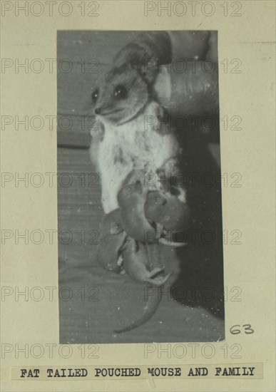 Fat tailed pouched mouse family