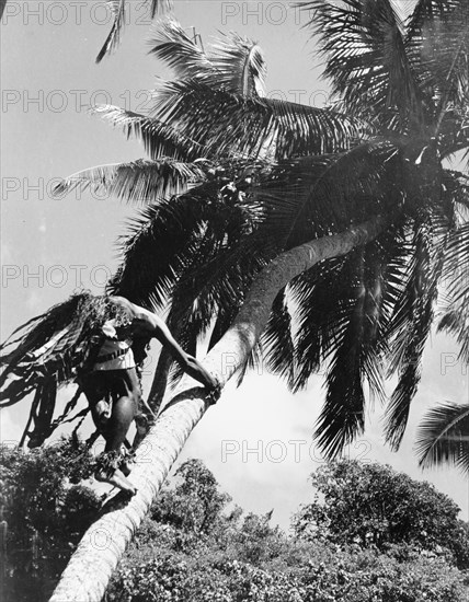 Climbing for coconuts, Fiji