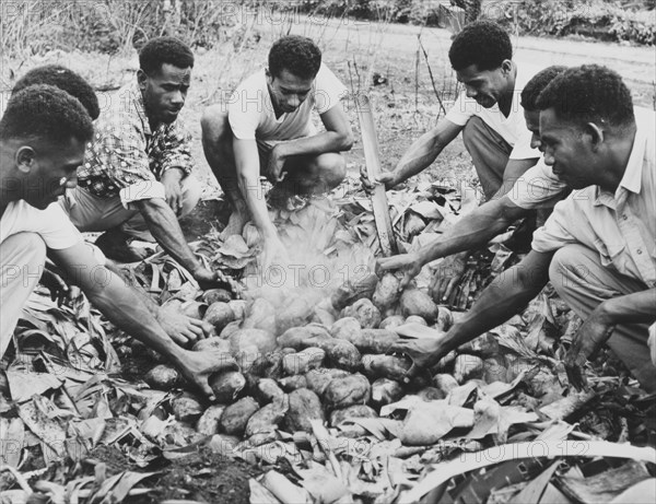 Cooking sweet potatoes in a 'lovo'