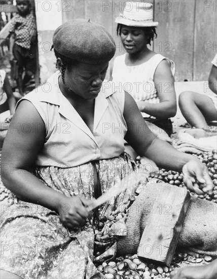 Shelling a nutmeg harvest, Grenada