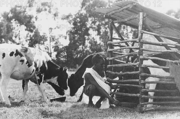 Feeding the cows, Kenya