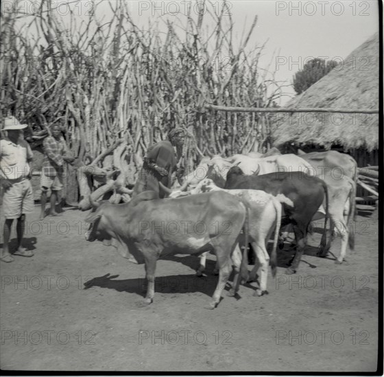 Blessing cattle