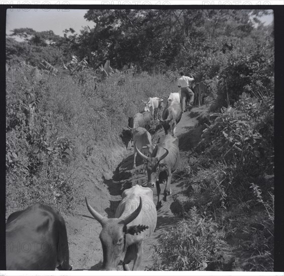 Cattle going down Renchoka hill