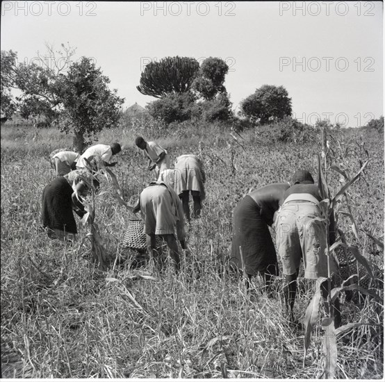 Harvesting