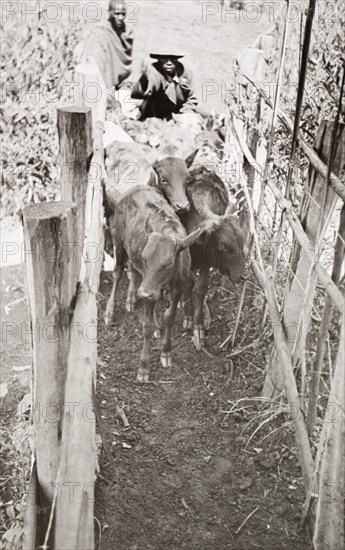 Calves going into dip