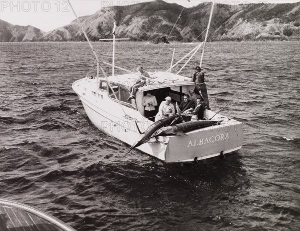 Catching a Striped Marlin, Bay of Islands, New Zealand