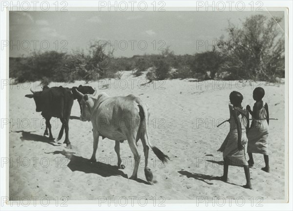 Somali girls driving cattle