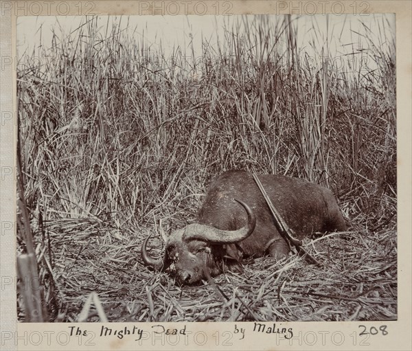 Hunted buffalo