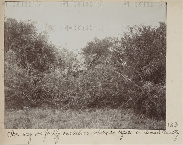 Somali bush country