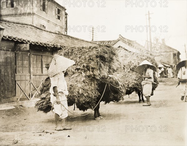 Bulls laden with pine branches