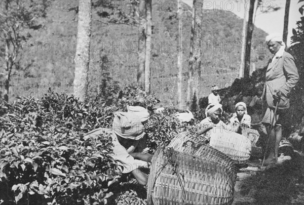 Tea plantation workers