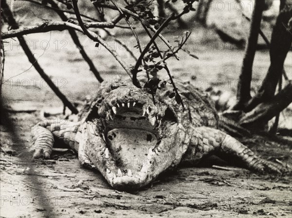 Nile crocodile at Murchison Falls