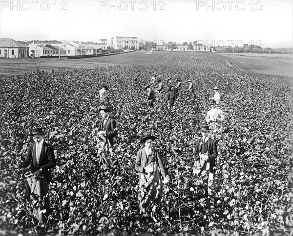 Picking Cotton