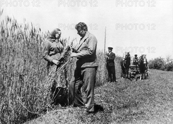 Harvest In The Soviet Ukraine