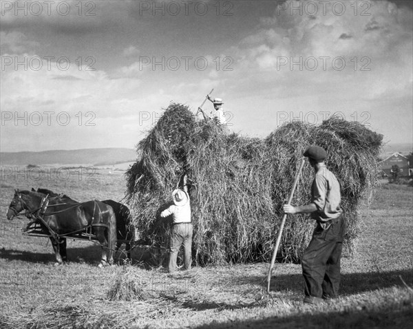 Harvesting Hay