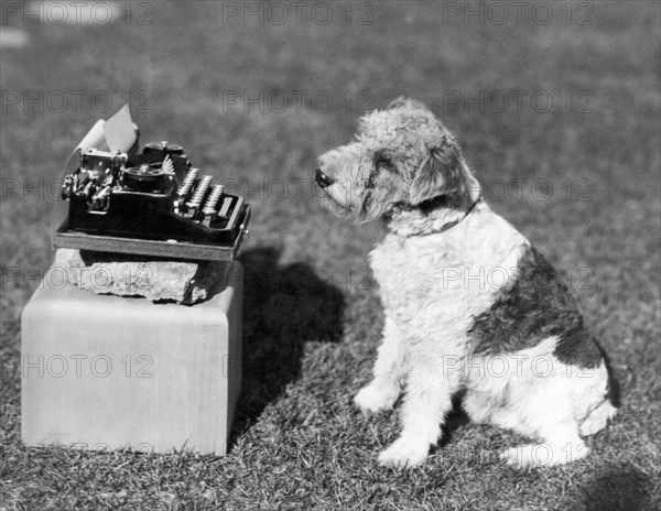 Mary Pickford's Dog, "Zorro"