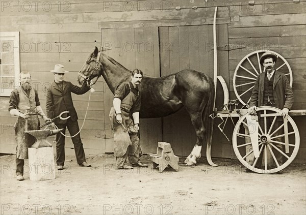 Farrier Shoeing A Horse