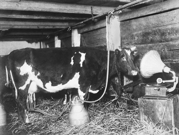 Dairy Cow Listening To Music