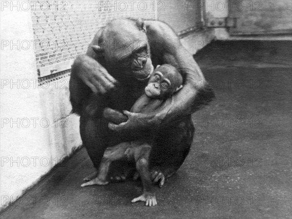 Primate Discipline