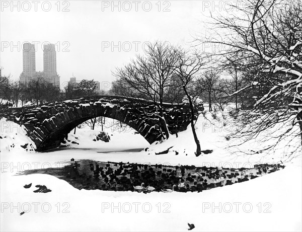 Central Park Duck Pond