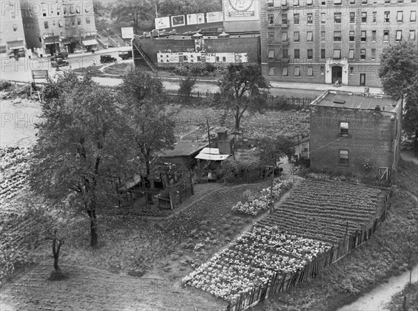 A New York City Farm