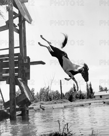 Texas Diving Horse