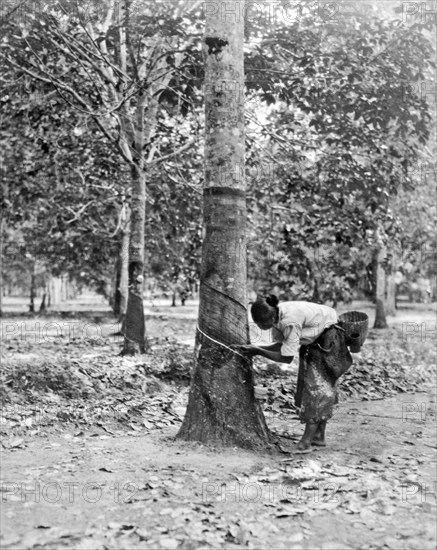 Tapping A Rubber Tree