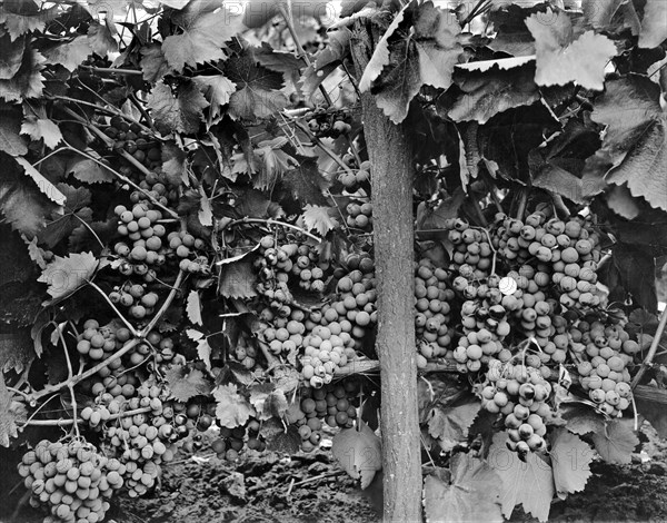 United States:  c. 1900.
A very bountiful harvest of incredibly robust
grapes. For size comparison, the white spot at center right is a U.S. Barber Half Dollar with a diameter of 1.2 inches.