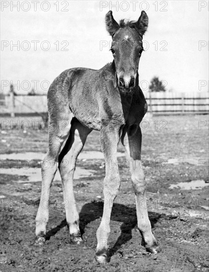 Portrait Of A Foal