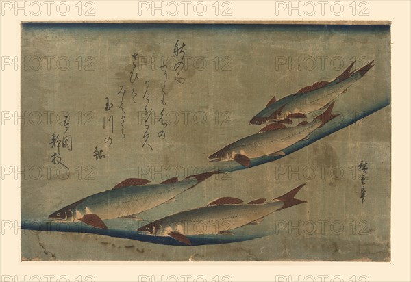 Salmon Run 1850